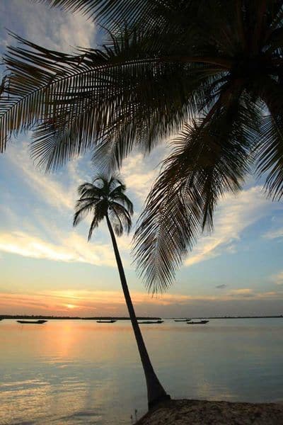 Cocotier se découpant sur le ciel en Casamance