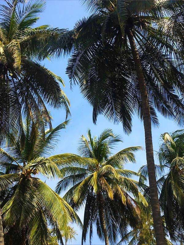Cocotiers sous un ciel bleu en Casamance