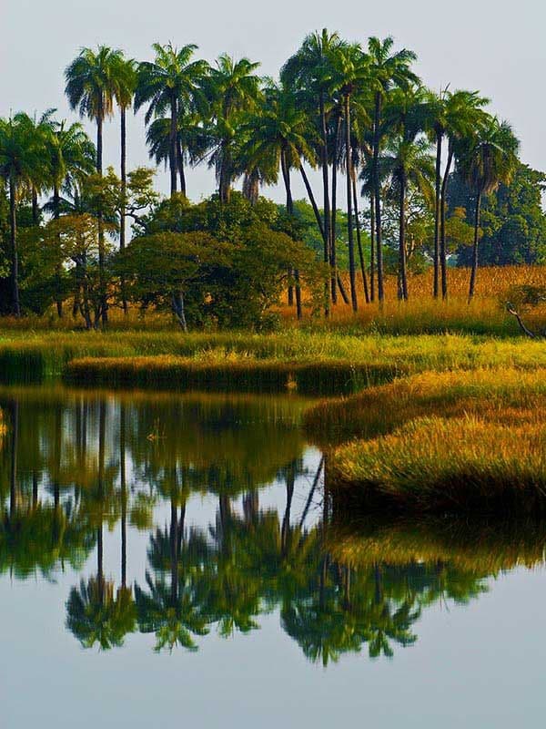 Marais et forêt de palmiers en Casamance