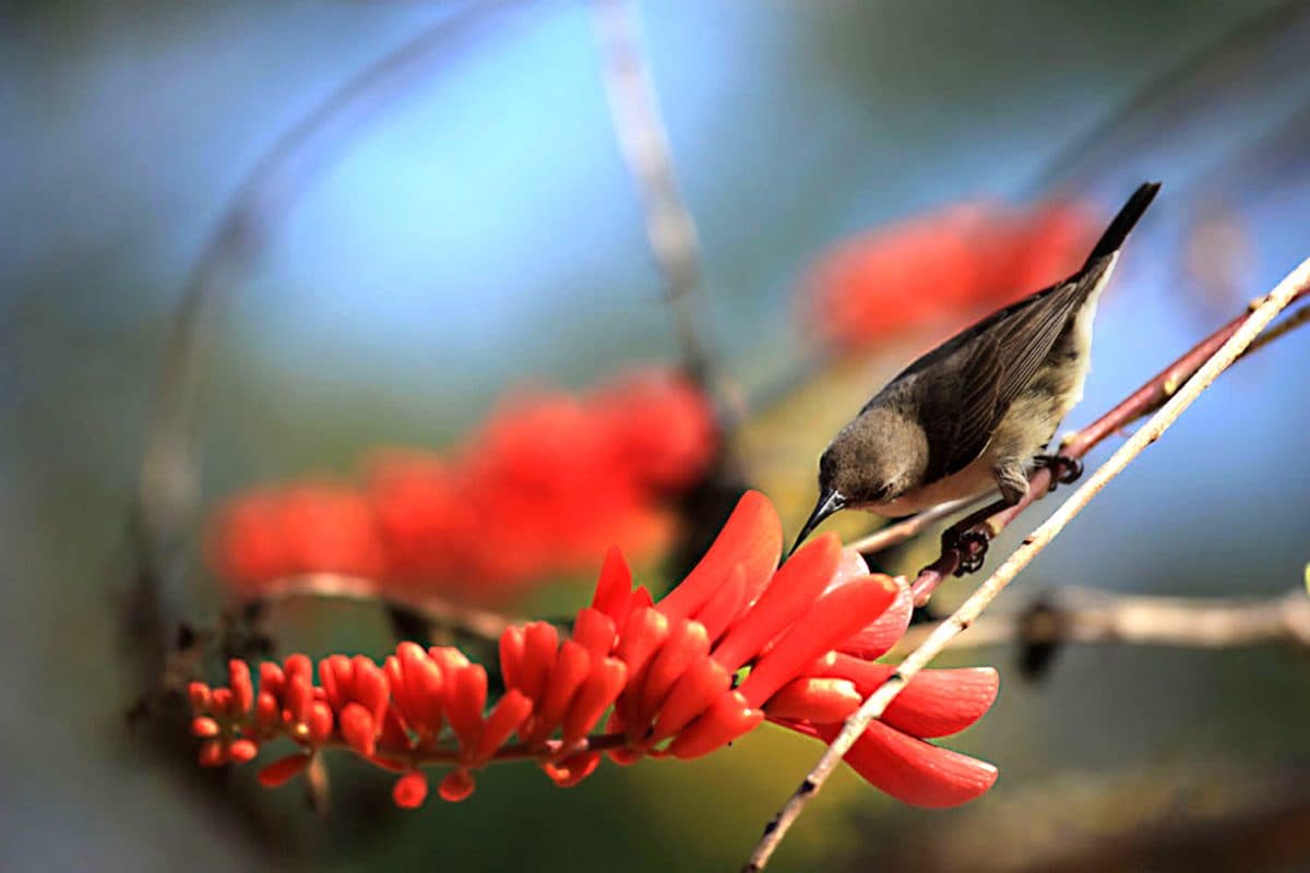 Faune et flore autour de la Casa Star, Elinkine Casamance