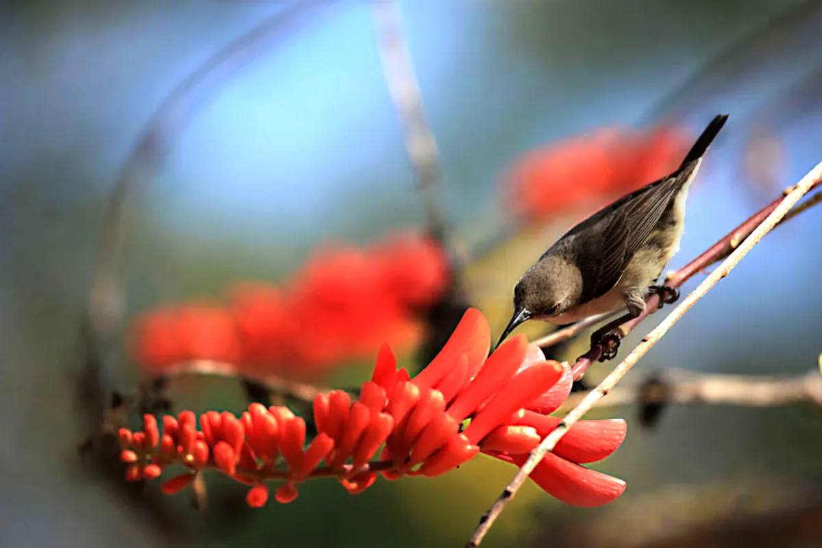 Observation des oiseaux en Casamance : un paradis ornithologique