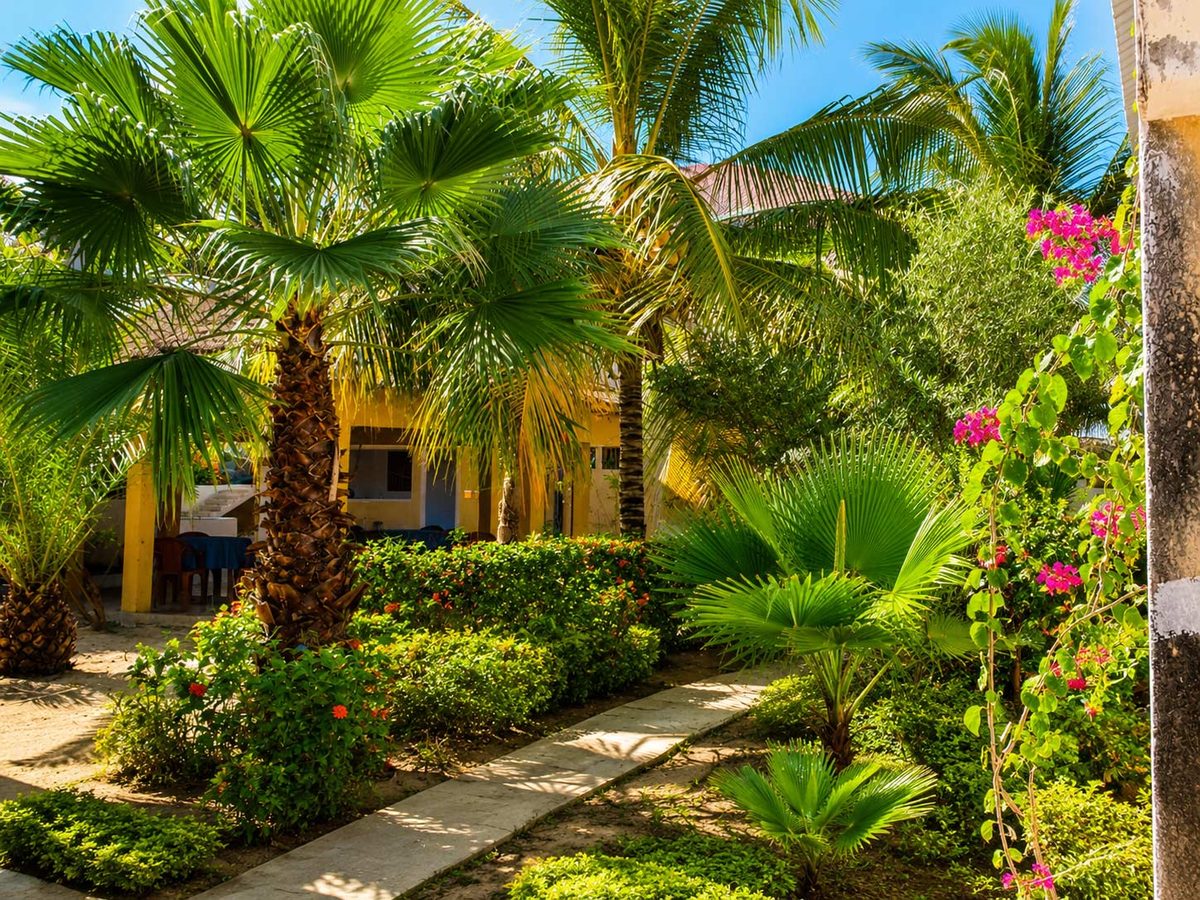 Jardin Casa Star, palmiers et bougainvilliers, Elinkine Casamance